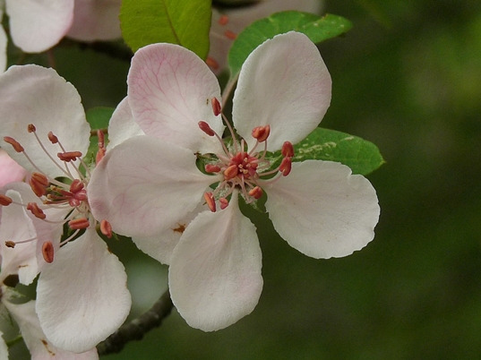 {Malus angustifolia}
